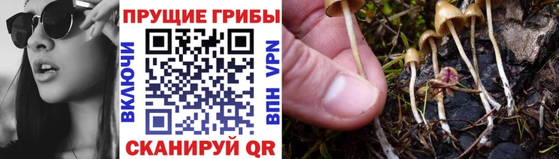 Псилоцибиновые грибы ЛСД  дарнет шоп  гидра онион  Ейск 